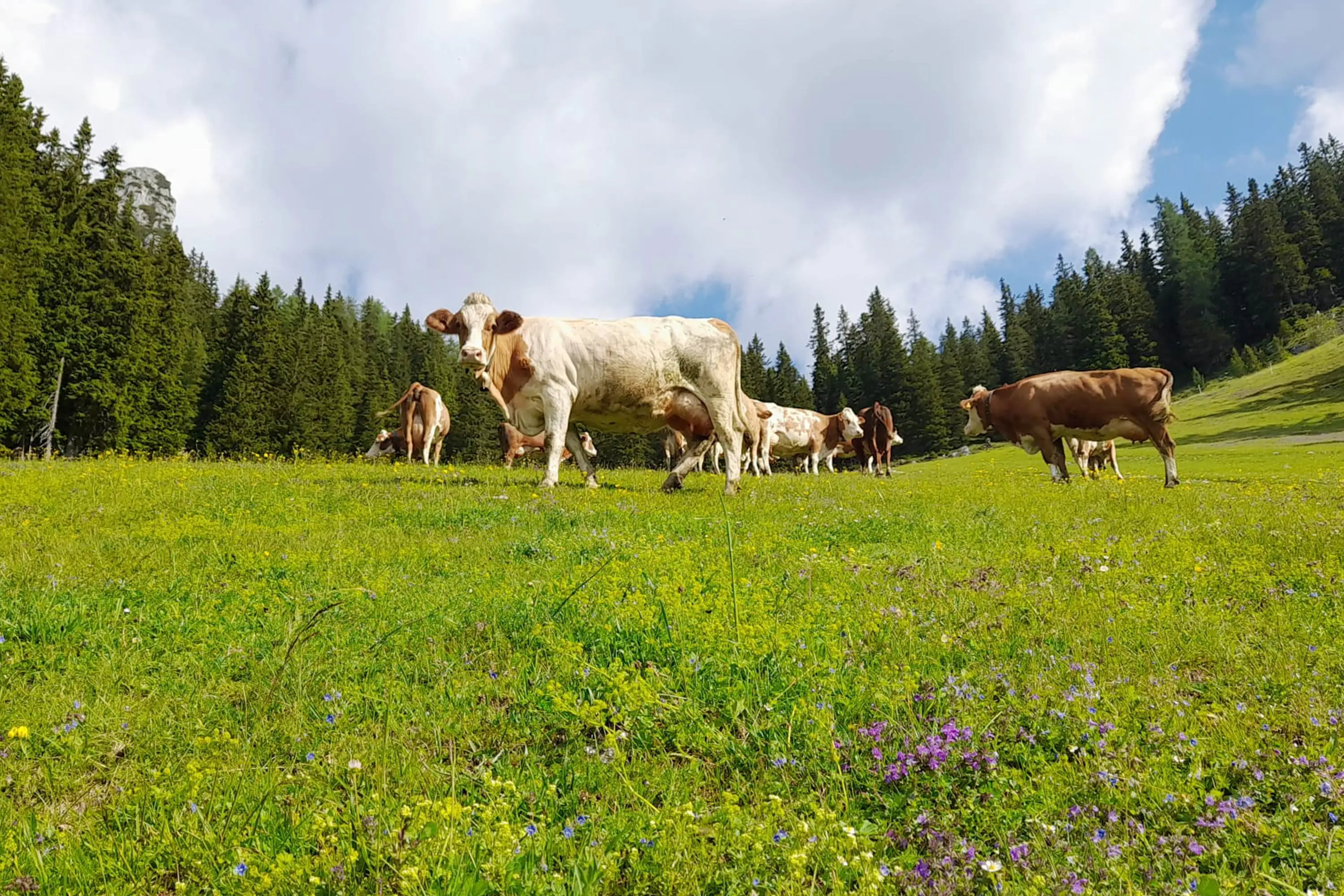 Stallführung Erfurter Hütte