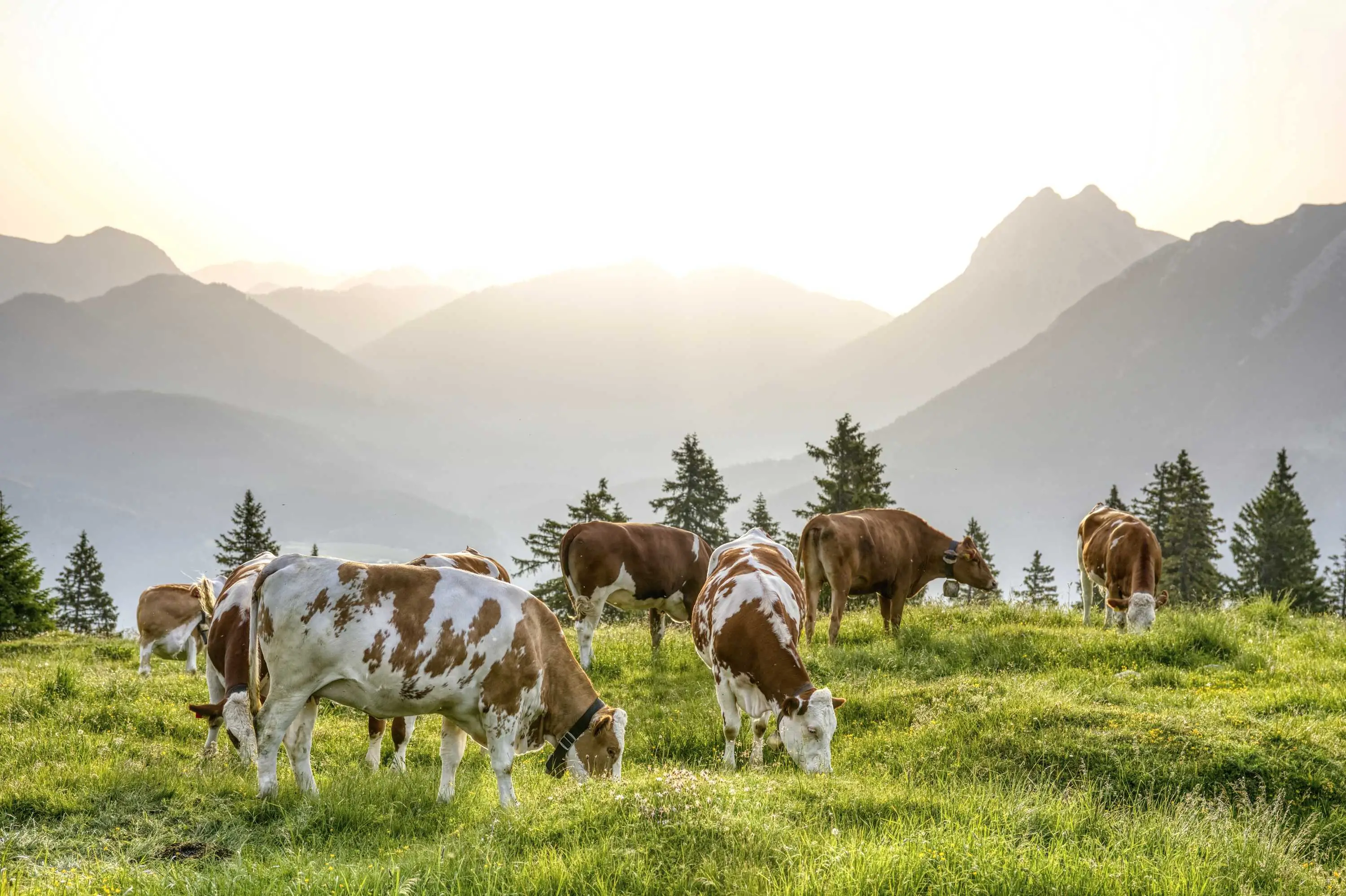 Almführungen bei der Erfurter Hütte